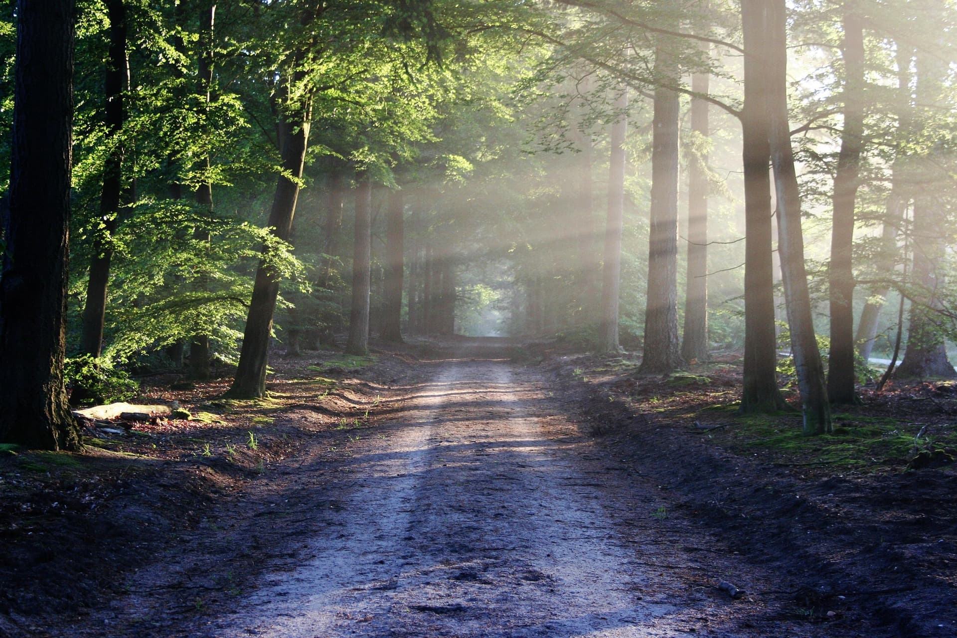 Forest background